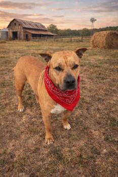 Pit Bull Terrier Dogs Available for Adoption - Beatrice | PetCurious