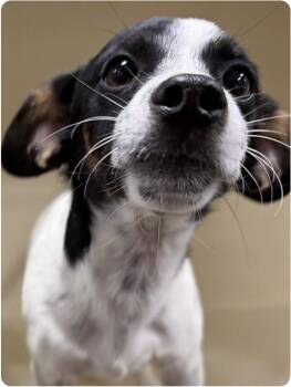 Nacho -  Mixed Breed Dog for Adoption in Larkfield-wikiup, California - Nacho | PetCurious