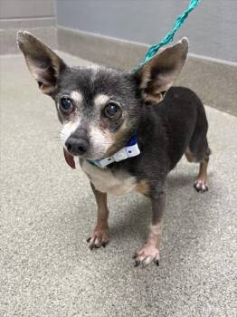 GOMEZ -  Chihuahua Dog for Adoption in Las Vegas, Nevada - GOMEZ | PetCurious