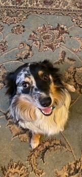Nikko -  Australian Shepherd Dog for Adoption in Coarsegold, California - Nikko | PetCurious