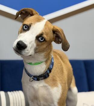 Reeces -  Australian Shepherd Dog for Adoption in Owensboro, Kentucky - Reeces | PetCurious