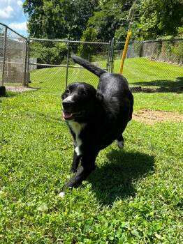 Doofy -  Mixed Breed Dog for Adoption in Leitchfield, Kentucky - Doofy | PetCurious