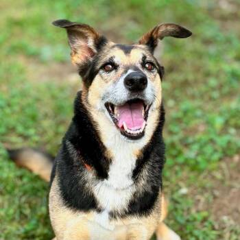 Gillie -  Shepherd Dog for Adoption in Nashville, Indiana - Gillie | PetCurious