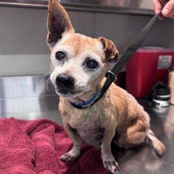 IVHS-Stray-143115_2 -  Chihuahua Dog for Adoption in San Gabriel, California - IVHS-Stray-143115_2 | PetCurious