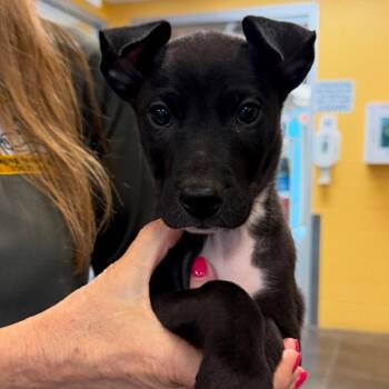 Xolo -  Border Collie Dog for Adoption in Norman, Oklahoma - Xolo | PetCurious