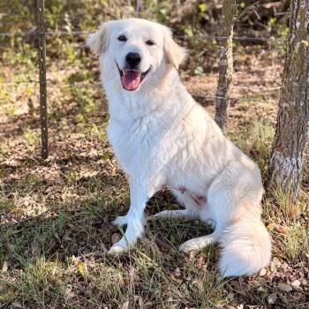 Rescue Great Pyrenees Dogs for Adoption in Bastrop, Texas - Mae 25-10-144 | PetCurious