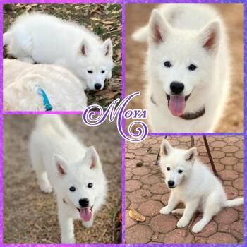 Samoyed Dogs Available for Adoption - Moya | PetCurious