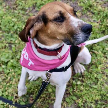 Treeing Walker Coonhound Dogs Available for Adoption in Saint Joseph, Missouri - Tammy P4P | PetCurious
