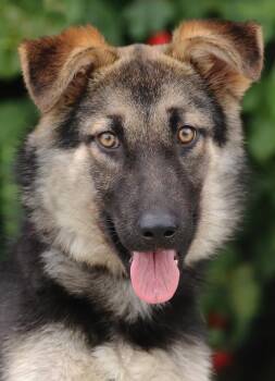 German Shepherd Dog Dogs Available for Adoption in Los Angeles, California - Mary Kate Von Mehren  | PetCurious