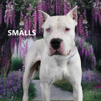 Smalls -  Dogo Argentino and Mixed Breed Dog for Adoption in Yuma, Arizona - Smalls | PetCurious
