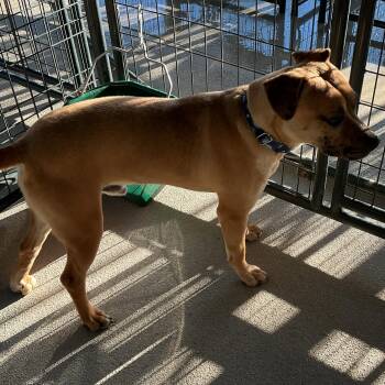 Labrador Retriever Dogs Available for Adoption in Thomson, Georgia - Lionel | PetCurious