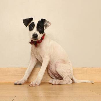 Michi D70649 -  Pit Bull Terrier and Mixed Breed Dog for Adoption in Minnetonka, Minnesota - Michi D70649 | PetCurious