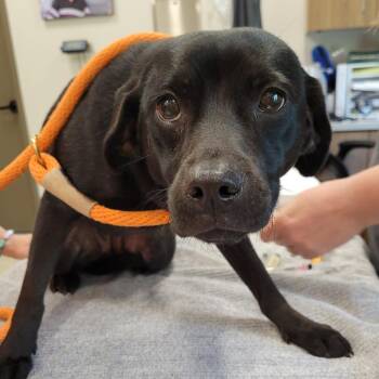 Penny -  Mixed Breed Dog for Adoption in Nashville, Indiana - Penny | PetCurious