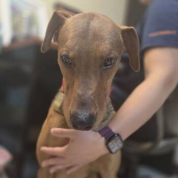 Trix -  Retriever and Hound Dog for Adoption in Quakertown, Pennsylvania - Trix | PetCurious