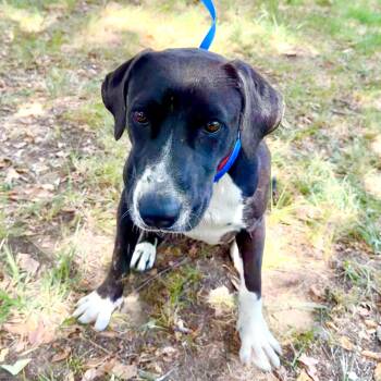 Dee -  Labrador Retriever and Pit Bull Terrier Dog for Adoption in Pilot Point, Texas - Dee | PetCurious