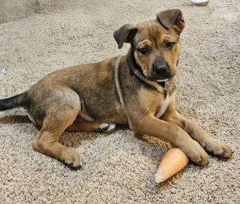 Gabriel -  Shepherd Dog for Adoption in Sioux City, Iowa - Gabriel | PetCurious