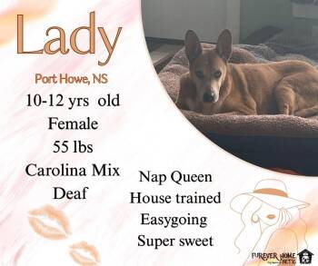 Lady -  Carolina Dog Dog for Adoption in Lumberton, Texas - Lady | PetCurious