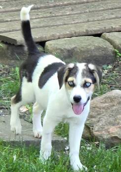 Ella (Ella and Beckett) -  Siberian Husky and Beagle Dog for Adoption in Lewis Center, Ohio - Ella (Ella And Beckett) | PetCurious