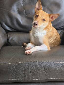 Ruby -  Mixed Breed Dog for Adoption in Monticello, New York - Ruby | PetCurious