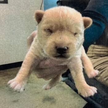 Mixed Breed Dogs Available for Adoption - Teddy | PetCurious