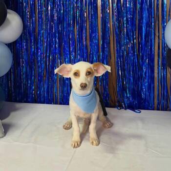 Butter -  Terrier Dog for Adoption in Harlingen, Texas - Butter | PetCurious