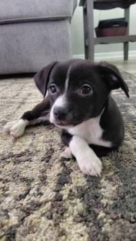 Wilbur -  Chihuahua and Australian Shepherd Dog for Adoption in Fort Wayne, Indiana - Wilbur | PetCurious