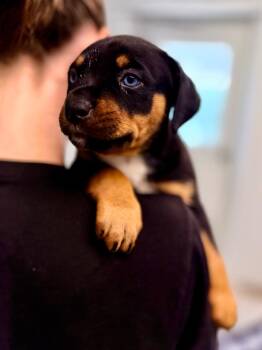 Reba pup3 -  Cattle Dog and Mixed Breed Dog for Adoption in Muskegon, Michigan - Reba Pup3 | PetCurious