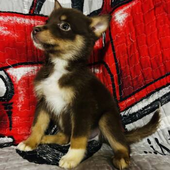Radcliff -  Pomsky Dog for Adoption in Oak Bluffs, Massachusetts - Radcliff | PetCurious