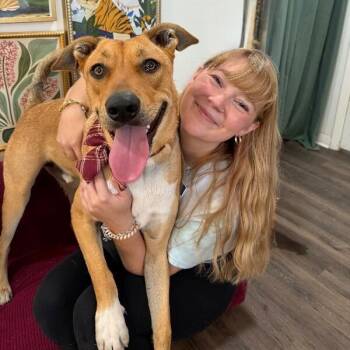 Ryder Your Adventure Buddy -  German Shepherd Dog and Labrador Retriever Dog for Adoption in Friendswood, Texas - Ryder Your Adventure Buddy | PetCurious