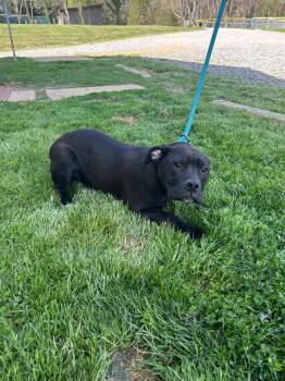 Pit Bull Terrier Dogs Available for Adoption in Mineral, Virginia - Elly | PetCurious