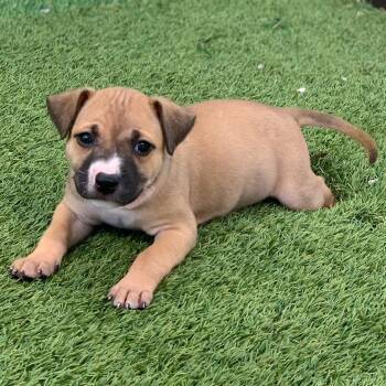 Rescue Mixed Breed Dogs for Adoption in Loxahatchee Groves, Florida - Maddie | PetCurious