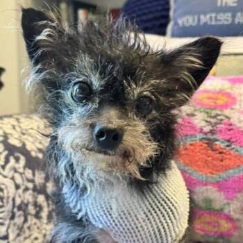 Stella -  Yorkie Poo Dog for Adoption in Houston, Texas - Stella | PetCurious