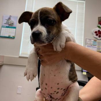 JoJo -  Mixed Breed Dog for Adoption in West Palm Beach, Florida - JoJo | PetCurious