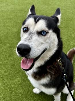Rescue Mixed Breed Dogs for Adoption in Wichita, Kansas - Noah | PetCurious