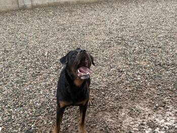 Kaiser -  Rottweiler Dog for Adoption in Gilbert, Arizona - Kaiser | PetCurious