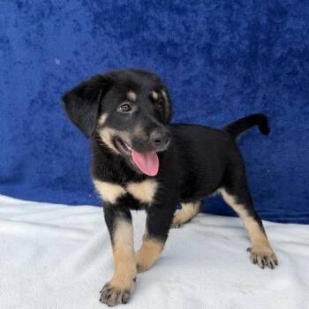 Sprout -  Labrador Retriever Dog for Adoption in Carencro, Louisiana - Sprout | PetCurious