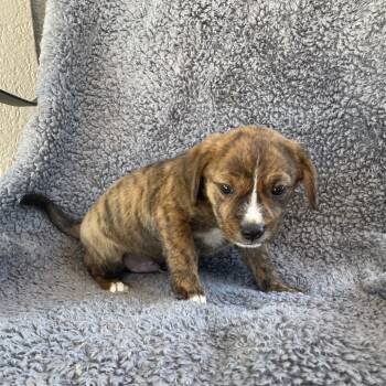 Rescue Hound and Terrier Dogs for Adoption in Carencro, Louisiana - Yoo-Hoo | PetCurious