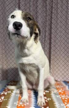 WILBUR -  Vizsla and Parson Russell Terrier Dog for Adoption in Opelousas, Louisiana - WILBUR | PetCurious