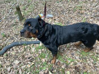 Rottweiler and Mixed Breed Dogs Available for Adoption in Ocala, Florida - TINY | PetCurious