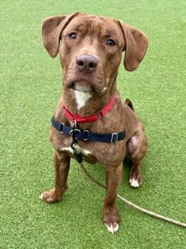 Mixed Breed Dogs Available for Adoption in West Chester, Pennsylvania - Major | PetCurious