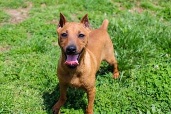 Miniature Pinscher Dogs Available for Adoption in Neosho, Missouri - Prince Gerald | PetCurious