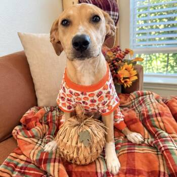 Caramel -  Labrador Retriever Dog for Adoption in Liverpool, Texas - Caramel | PetCurious
