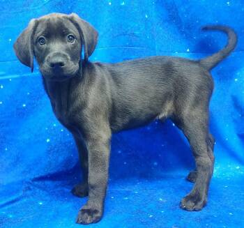 Labrador Retriever Dogs Available for Adoption - 260278  Larkspur | PetCurious