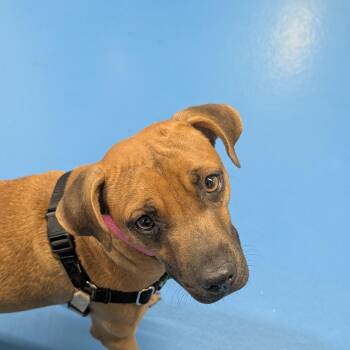 Beauty -  Mixed Breed Dog for Adoption in Toronto, Ontario - Beauty | PetCurious
