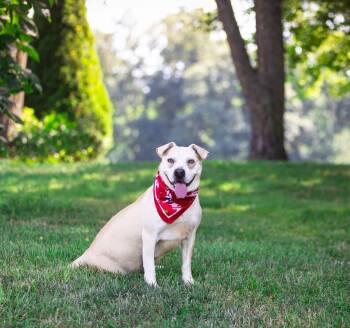 Iris -  Labrador Retriever Dog for Adoption in Coatesville, Pennsylvania - Iris | PetCurious