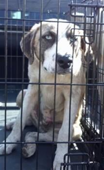 A475449 -  Anatolian Shepherd Dog Available for Adoption in Oklahoma City, Oklahoma - A475449 | PetCurious