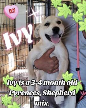 Great Pyrenees and Shepherd Dogs Available for Adoption - Ivy | PetCurious