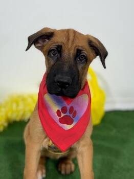 Belgian Shepherd Malinois and Labrador Retriever Dogs Available for Adoption in Carlsbad, California - Lyla | PetCurious