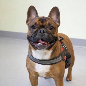 French Bulldog Dogs Available for Adoption - Buddy | PetCurious