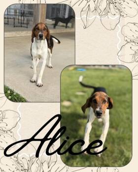 Alice/Lady -  Hound Dog for Adoption in Hopkinsville, Kentucky - Alice/Lady | PetCurious